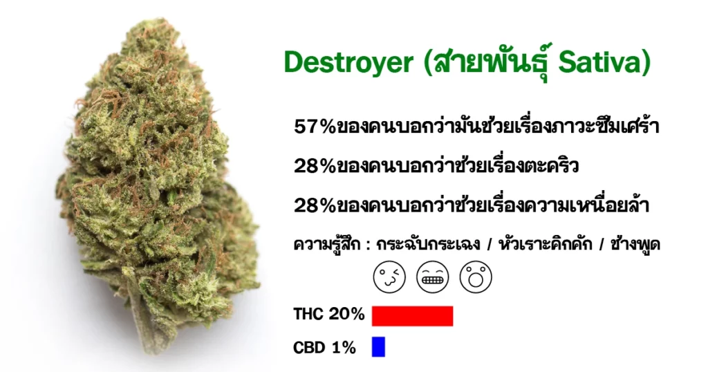 ดอกกัญชา Destroyer (สายพันธุ์ Sativa) BG