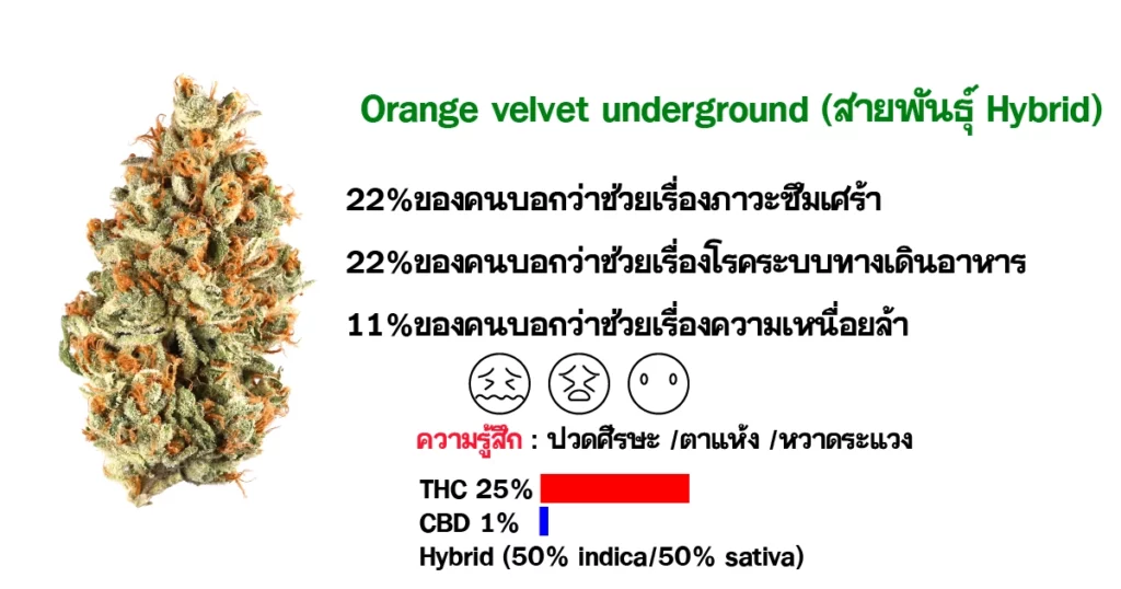 ดอกกัญชา Orange velvet underground ( สายพันธุ์ Hybrid )