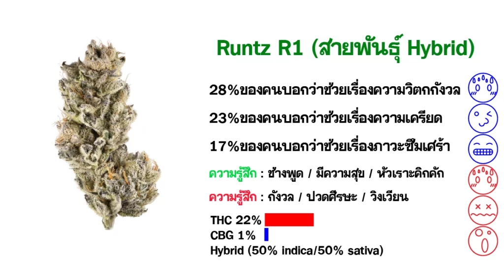 ดอกกัญชา Runtz R1 ( สายพันธุ์ Hybrid )